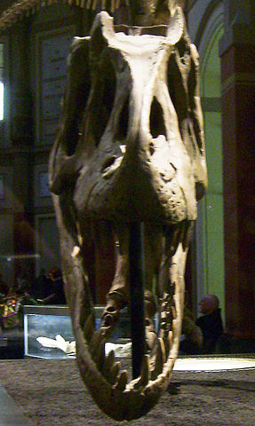 File:Allosaurus skull front.jpg