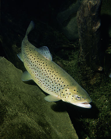 File:Salmo trutta.jpg