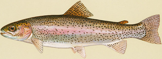 File:Rainbow Trout.jpg