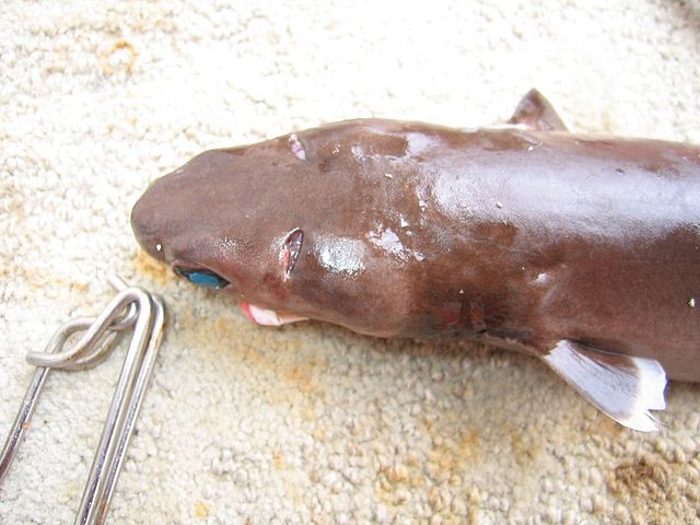 File:Cookiecutter shark noaa.jpg