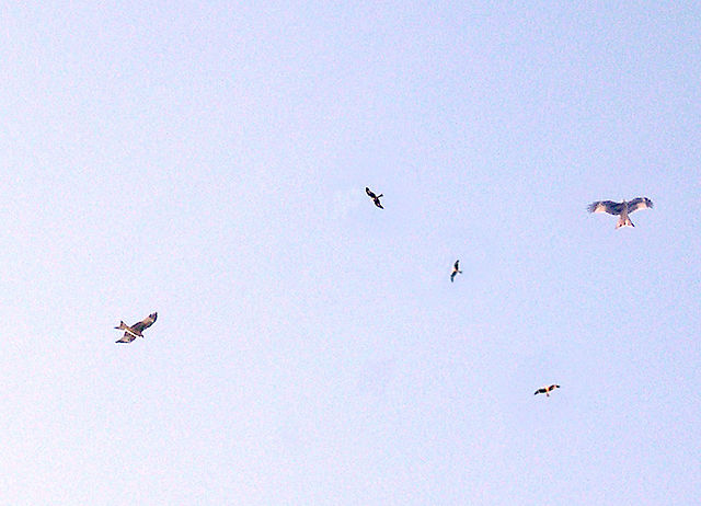 File:Milano real.jpg