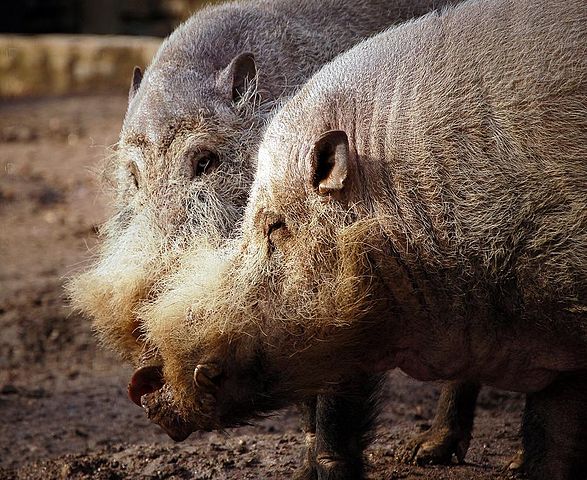 File:Bearded Pigs2.jpg