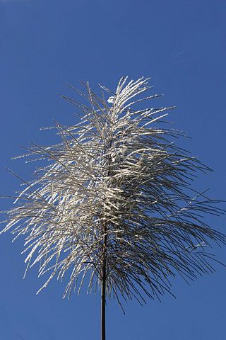 File:Sugar cane flower.jpg