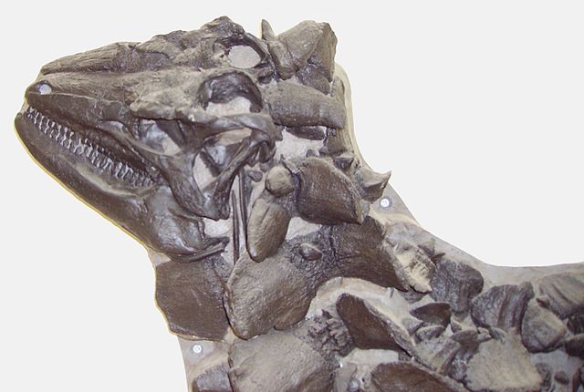 File:Scelidosaurus head detail 2.jpg