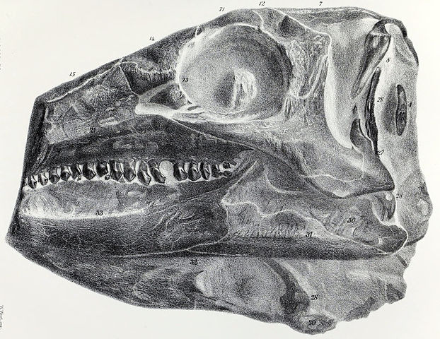 File:Scelidosaurus skull.jpg