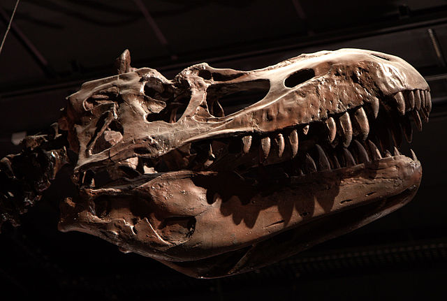 File:Dans l'ombre des dinosaures - Albertosaurus - 03.jpg