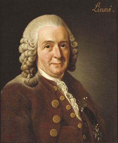 File:Carl von Linn&eacute;.jpg