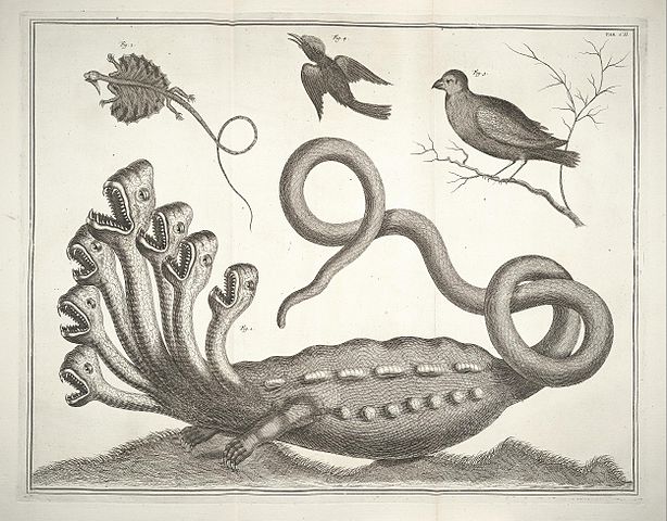 File:Albertus Seba - Hydra.jpg