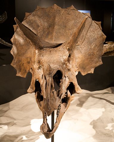 File:Triceratops skull frills.jpg
