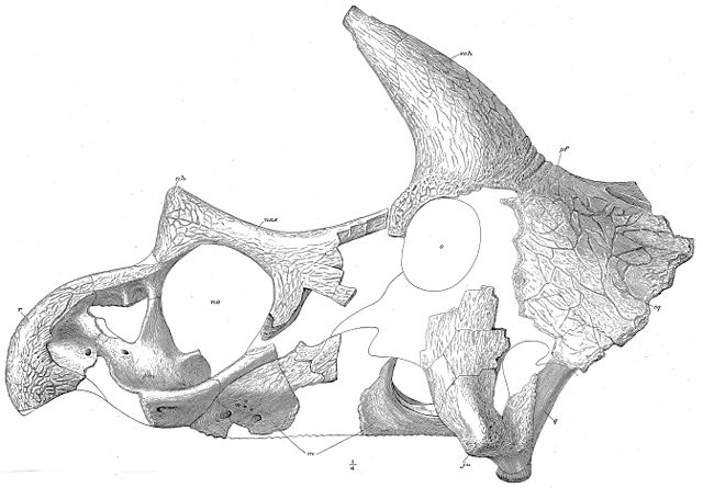 File:Triceratops holotype.jpg