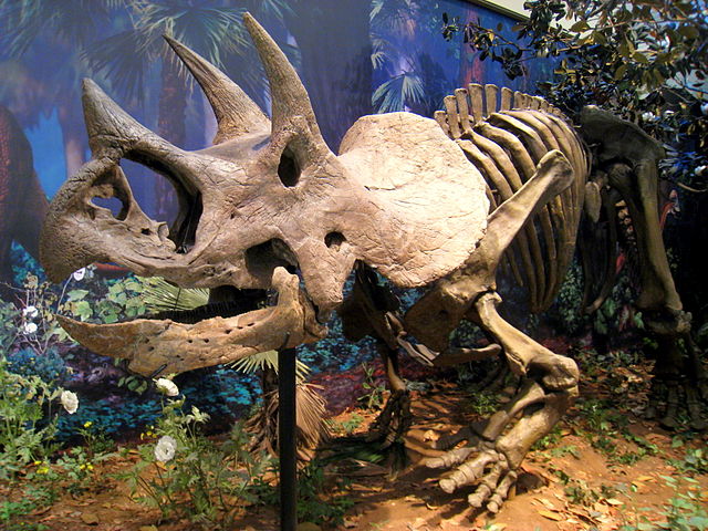 File:Triceratops prorsus - IMG 0697.jpg