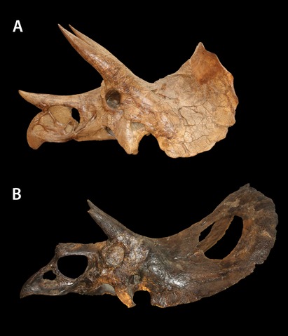 File:Torosaurus and Triceratops.tif