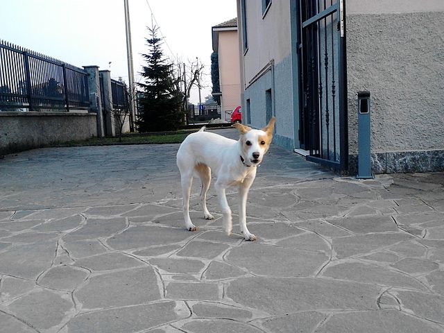 File:Lucy Ul Can.JPG