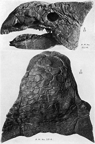 File:Ankylosaurus skull AMNH.jpg