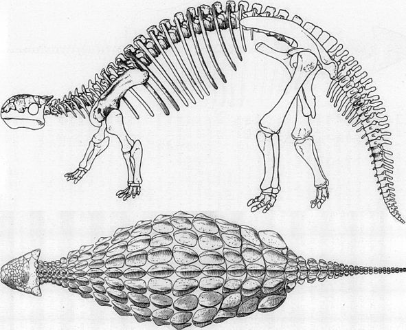 File:Ankylosaurus.jpg
