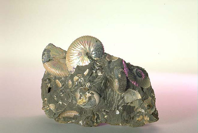 File:The Childrens Museum of Indianapolis - Ammonites.jpg