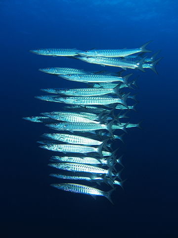 File:School of blackfin barracuda (sphyraena qenie).JPG