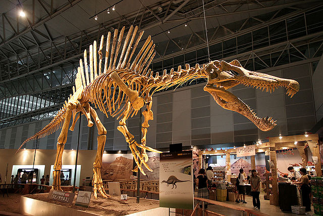 File:Spinosaurus skeleton.jpg