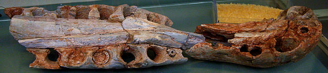 File:Spinosaurus marocannus.jpg