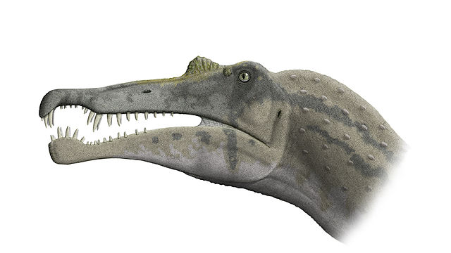 File:Spinosaurus skull steveoc.jpg