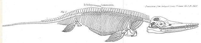 File:Conybeare Ichthyosaur 1824.jpg