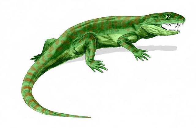 File:Eothyris BW.jpg