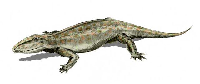 File:Ophiacodon BW.jpg