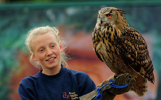 File:Bubo bubo -British Wildlife Centre, Surrey, England -zoo keeper-8a (1).jpg