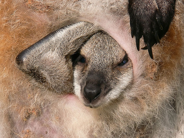File:Wallaby joey face in pouch.jpg