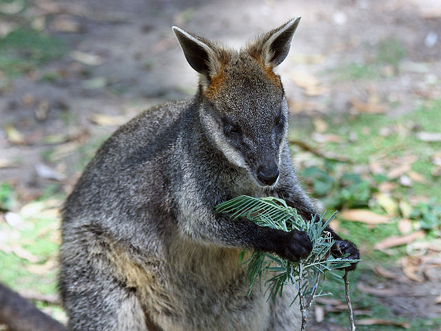 File:Swamp-Wallaby-Feeding-2,-Vic,-Jan.2008.jpg