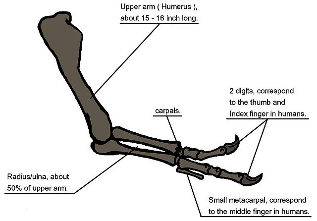 File:Tyrannosaur arm 104.JPG