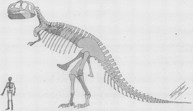 File:Tyrannosaurus skeleton.jpg