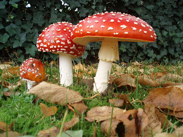 File:Amanita muscaria 3 vliegenzwammen op rij.jpg
