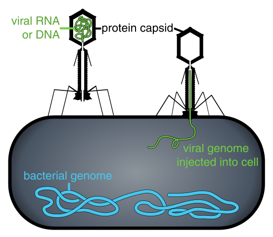 File:Phage injecting its genome into bacteria.svg
