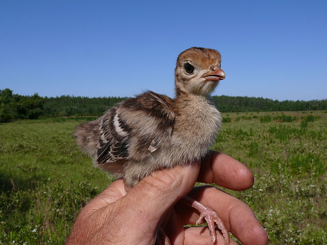 File:Baby turkey in FL.jpg