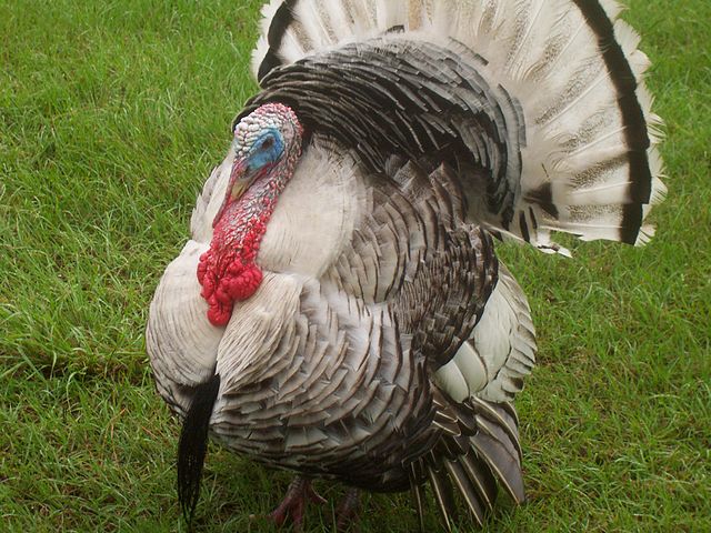 File:Turkeybird.JPG