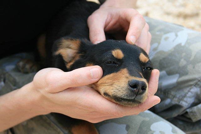 File:Puppy near Coltani - 17 apr 2010.jpg