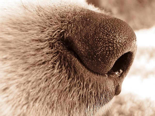 File:Dog nose.jpg