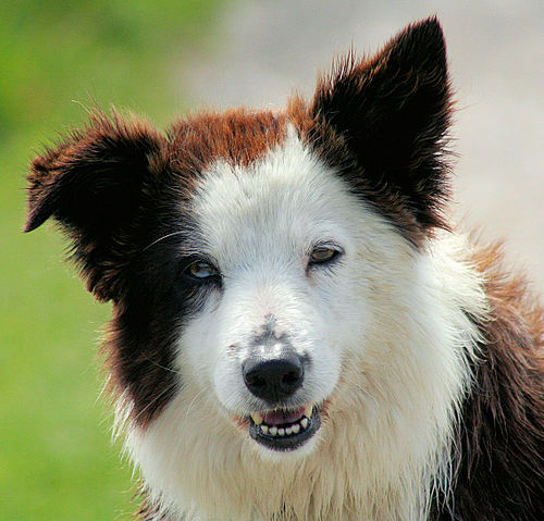 File:Border Collie liver portrait.jpg