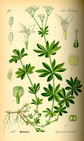 File:Illustration Galium odorata0.jpg