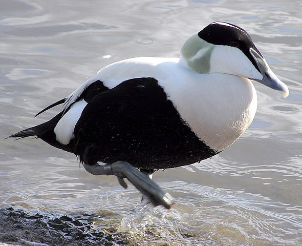 File:Bristol.zoo.common.eider.arp.jpg