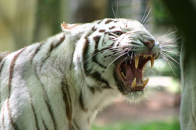 File:Tigre d'Asie &agrave; robe blanche.jpg