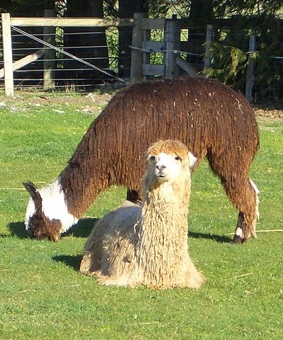 File:Suri-alpaca.jpg
