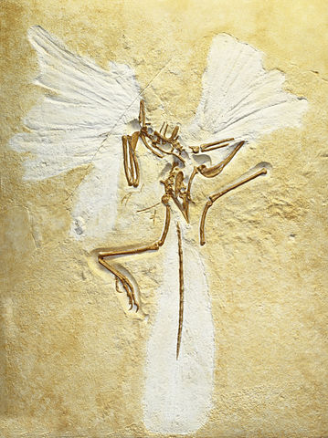 File:Archaeopteryx lithographica, replica of London specimen, Staatliches Museum f&uuml;r Naturkunde Karlsruhe, Germany - 20100925.jpg
