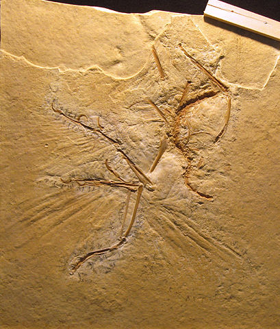 File:Archaeopteryx lithographica (Cast of Maxberg Specimen).jpg