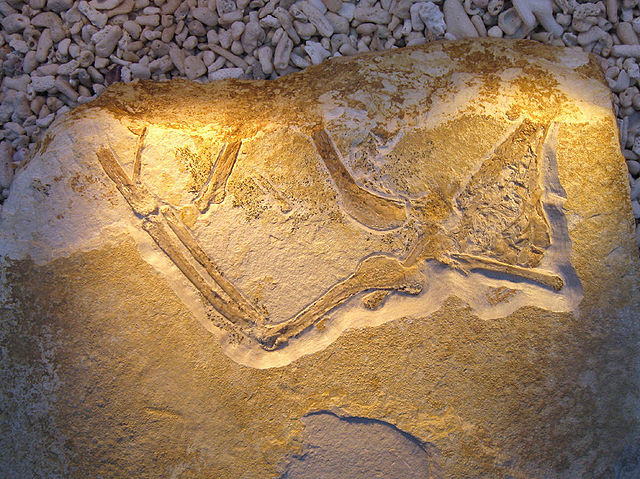 File:Archaeopteryx (Daiting Specimen).jpg