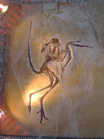 File:Archaeopteryx lithographica (Solenhofener Specimen).jpg