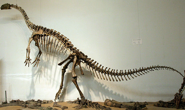 File:Plateosaurus Skelett 2.jpg