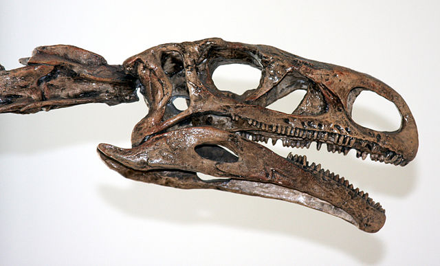 File:Plateosaurus skull (1).jpg