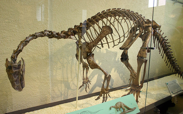 File:Plateosaurus trossingensis.jpg